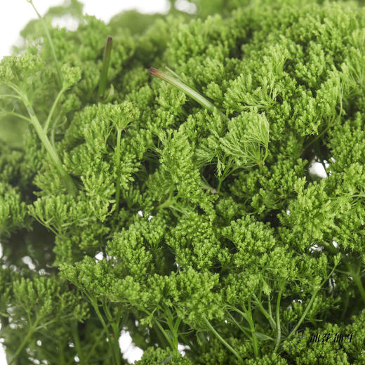 配花 | 夕雾绿色 商品图2