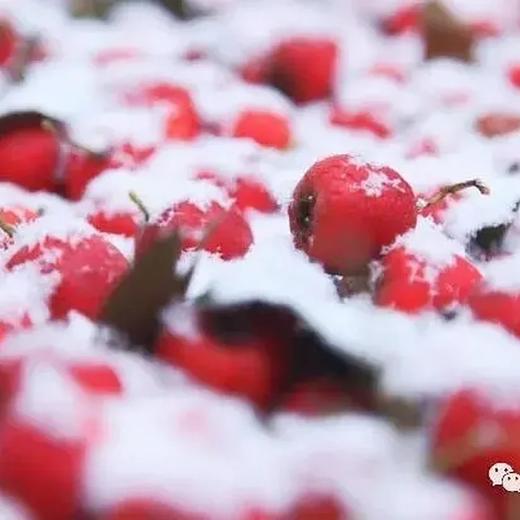 陈皮桑葚山楂条  300g*3 养护休闲 商品图6