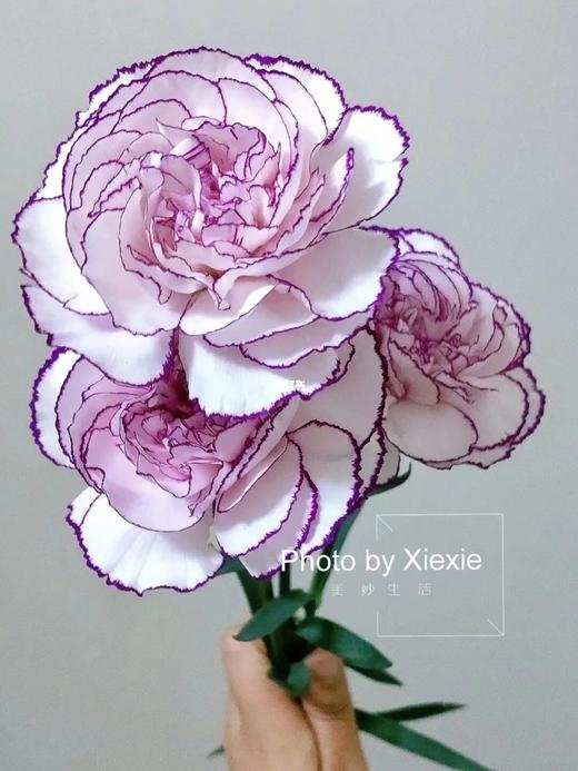 紫精灵康 商品图0