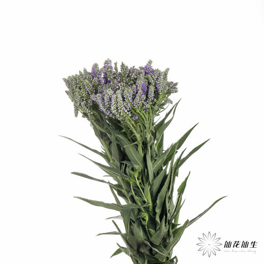 配花 | 多头鼠尾紫色 商品图4