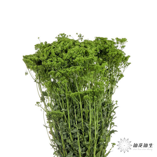 配花 | 夕雾绿色 商品图3