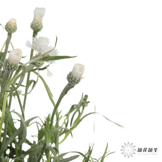配花 | 矢车菊白色 商品图1