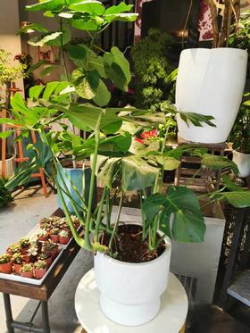 斑点白盆-龟背竹