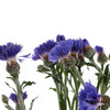 配花 | 矢车菊蓝色 商品缩略图0