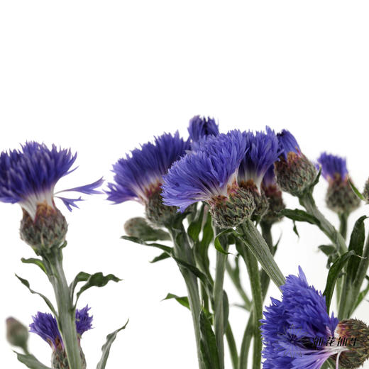配花 | 矢车菊蓝色 商品图0