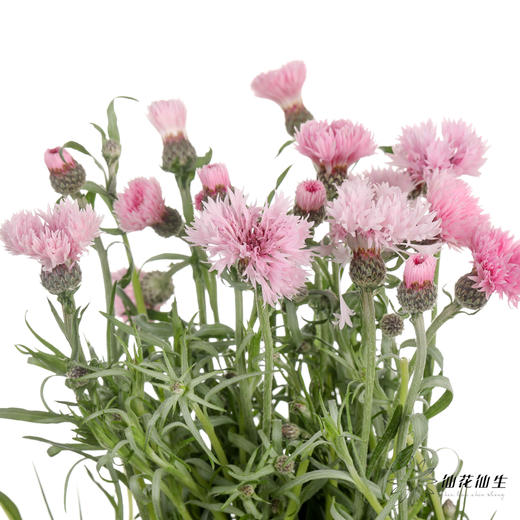 配花 | 矢车菊浅粉色 商品图2