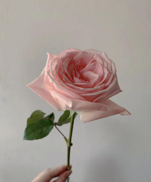 【拍市玫瑰】粉荔枝 10枝/扎  约60公分 商品图4