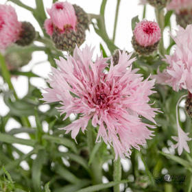 配花 | 矢车菊浅粉色