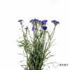 配花 | 矢车菊蓝色 商品缩略图3
