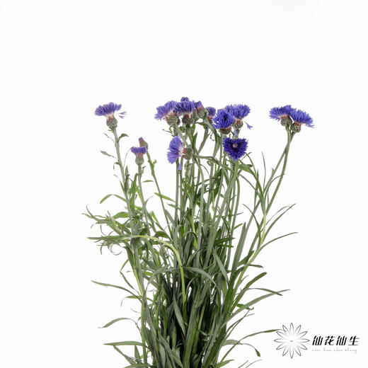 配花 | 矢车菊蓝色 商品图3