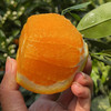 秭归【伦晚帝王橙】饱满多汁 香甜爽口 现摘现发 新鲜直达！ 商品缩略图0