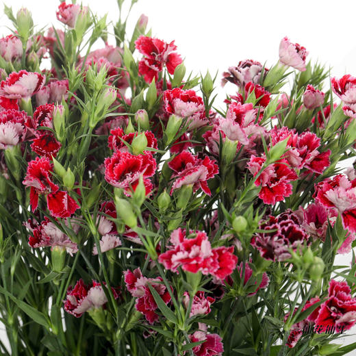 配花 | 重瓣相思梅红色 商品图0