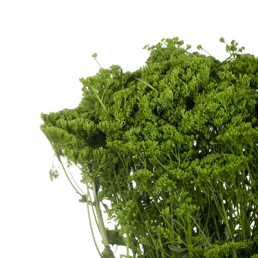 配花 | 夕雾绿色 商品图1