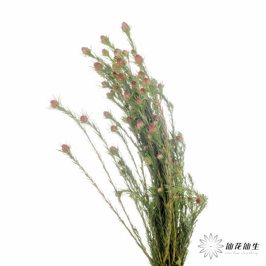 配果 | 澳洲郁金香 商品图4