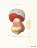 Mushroom Postcards/蘑菇明信片 商品缩略图1