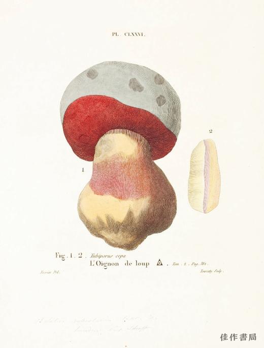 Mushroom Postcards/蘑菇明信片 商品图1