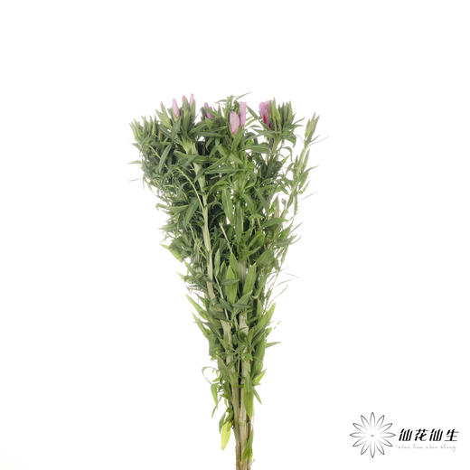 配花 | 古代稀紫色 商品图4