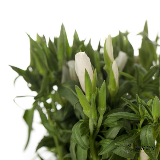 配花 | 古代稀白色 商品图4