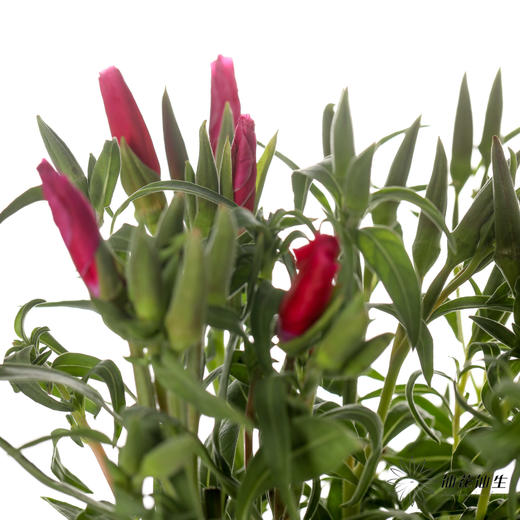 配花 | 古代稀红色 商品图1