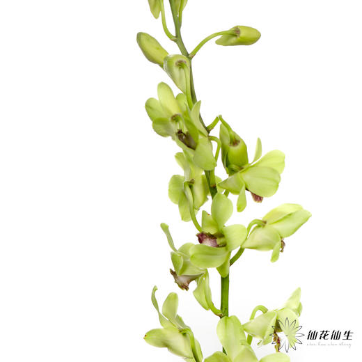 兰花 | 千代兰绿色 商品图3