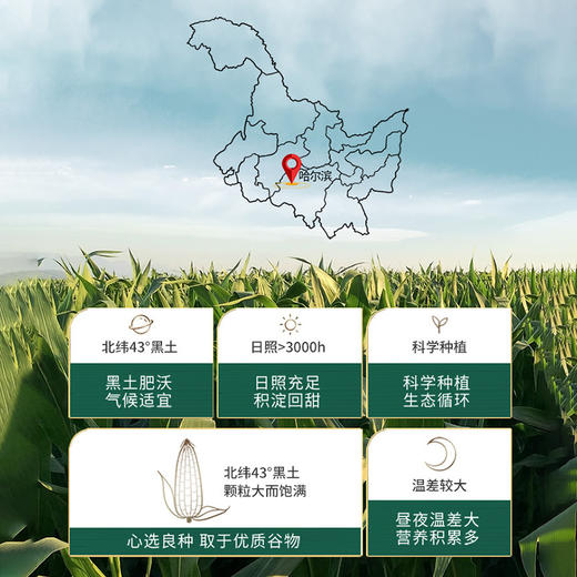 10袋溢田玉米面条  健康粗粮面条营养无添加 商品图2