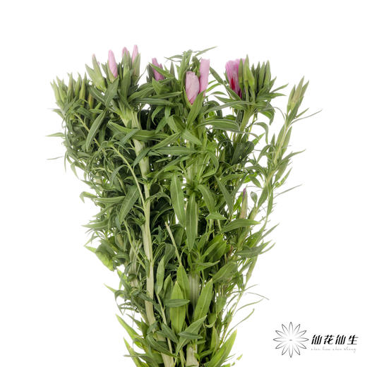 配花 | 古代稀紫色 商品图3