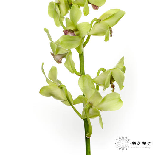 兰花 | 千代兰绿色 商品图6