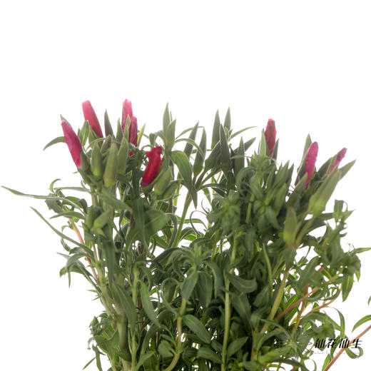 配花 | 古代稀红色 商品图2