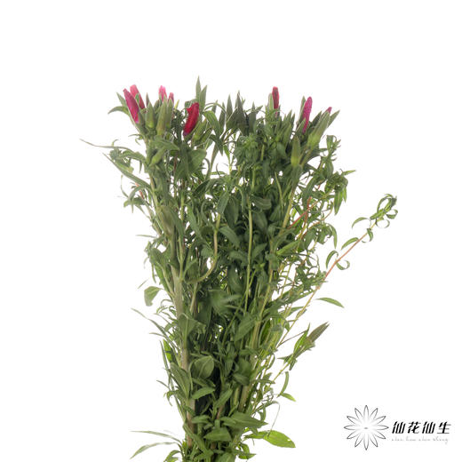 配花 | 古代稀红色 商品图4