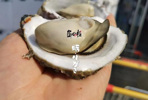 周二取货：【匠心级乳山生蚝(中大蚝）】一箱净重约2.5斤左右（约8-10只）24小时标准净化，又肥又鲜 商品图9