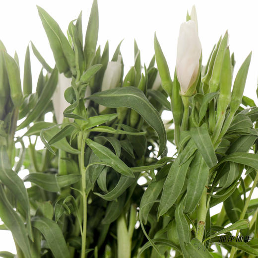 配花 | 古代稀白色 商品图2