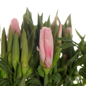 配花 | 古代稀粉色