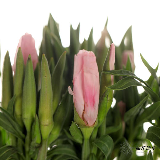 配花 | 古代稀粉色 商品图0