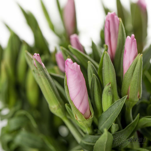 配花 | 古代稀紫色 商品图0