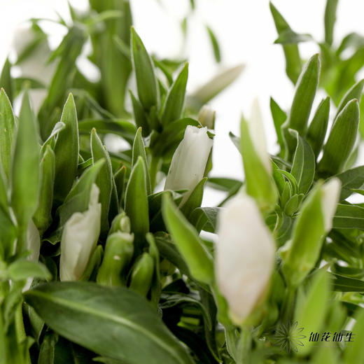 配花 | 古代稀白色 商品图1