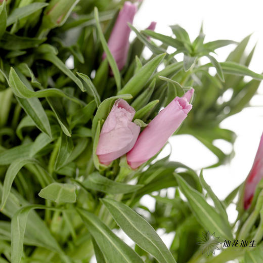 配花 | 古代稀紫色 商品图1