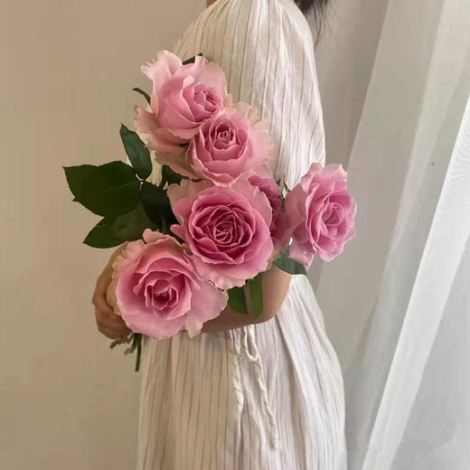 方德玫瑰娇兰甜蜜雪山aa级7080cm左右10支装超长花期质量保证