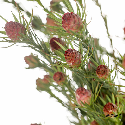 配果 | 澳洲郁金香 商品图0