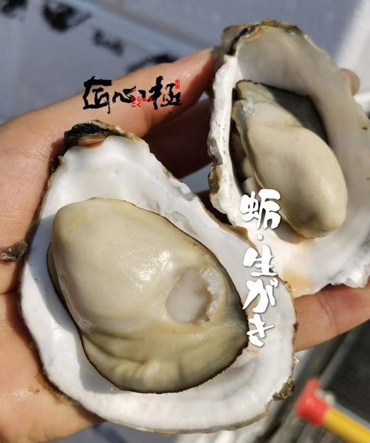 周二取货：【匠心级乳山生蚝(中大蚝）】一箱净重约2.5斤左右（约8-10只）24小时标准净化，又肥又鲜 商品图6