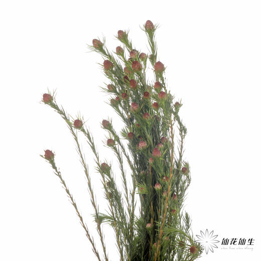 配果 | 澳洲郁金香 商品图3