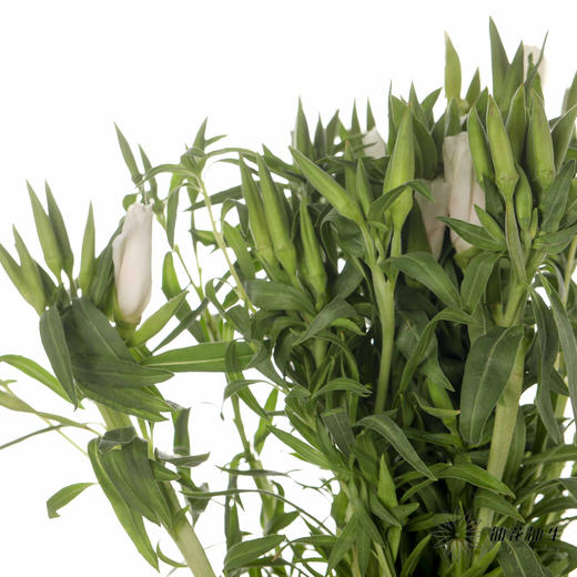 配花 | 古代稀白色 商品图3