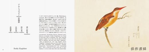 Birds of Edo: A Guide to Classical Japanese Birds/江户鸟:日本古典鸟类指南 商品图3