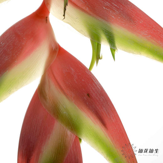 配花 | 蝎尾蕉粉色【折痕、瑕疵不售后】 商品图1