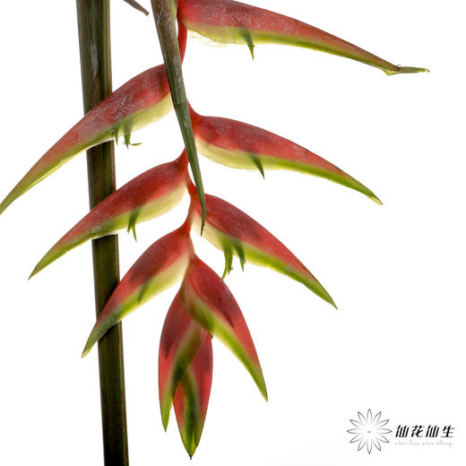 配花 | 蝎尾蕉粉色【折痕、瑕疵不售后】 商品图2