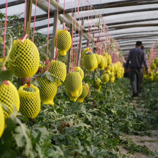 【小糖丸西瓜】甘美2K 小糖丸西瓜 火山小西瓜 个头不大红瓤，肉质脆嫩的西瓜品种，甜度很好！ 商品图6