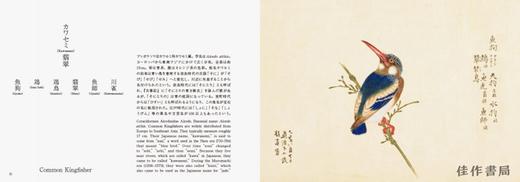 Birds of Edo: A Guide to Classical Japanese Birds/江户鸟:日本古典鸟类指南 商品图4