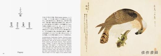 Birds of Edo: A Guide to Classical Japanese Birds/江户鸟:日本古典鸟类指南 商品图2
