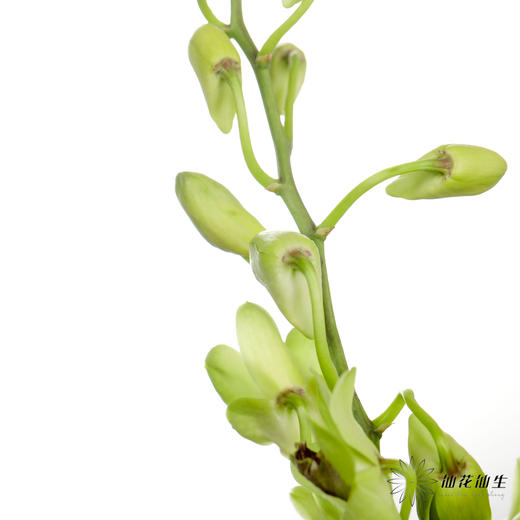 兰花 | 千代兰绿色 商品图4