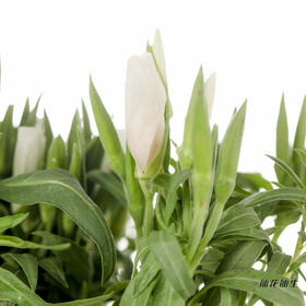 配花 | 古代稀白色