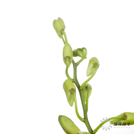 兰花 | 千代兰绿色 商品图5